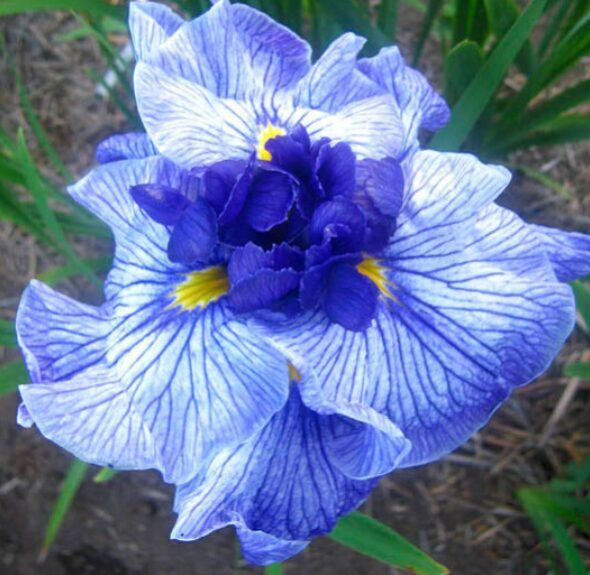 Japānas īriss 'Don and Donna'  (pieejams no jūnija)